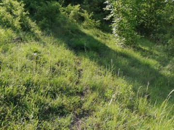 2.Zarośnięta murawa kserotermiczna w Sulejowie, 